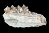 Oligocene Ruminant (Leptomeryx) Jaw Section #70091-1